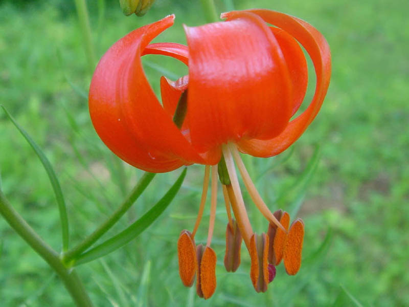 Lilium pumilum en fleurs dans une prairie ouverte d'Asie orientale